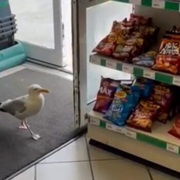 Shoplifting seagull pinches packet of crisps from store