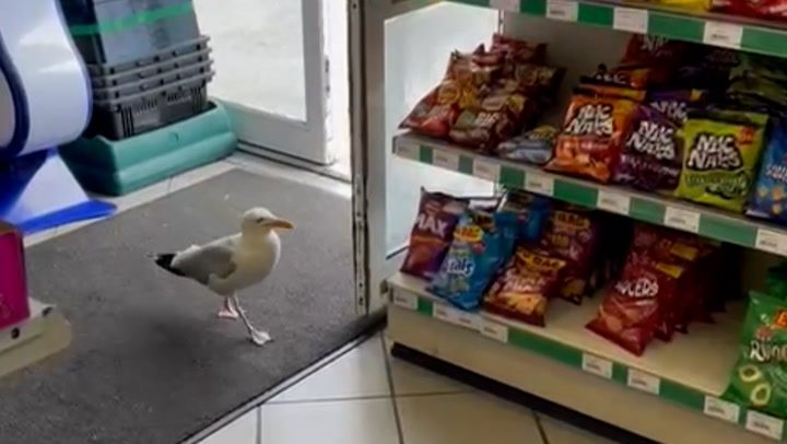 Shoplifting seagull pinches packet of crisps from store