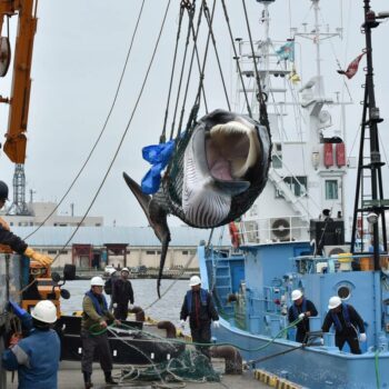 Arrestation de Paul Watson : pourquoi la chasse à la baleine se pratique-t-elle encore ?