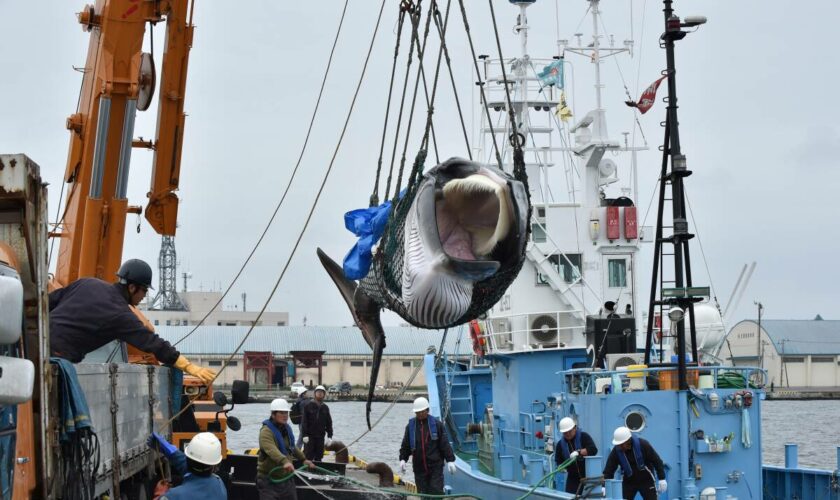 Arrestation de Paul Watson : pourquoi la chasse à la baleine se pratique-t-elle encore ?