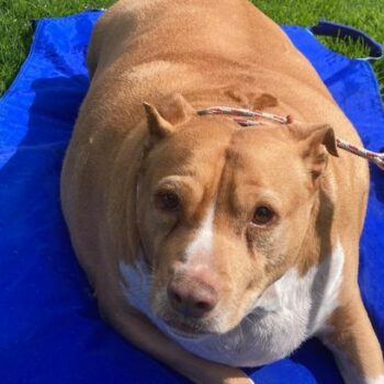 Cruel woman jailed for overfeeding her obese 8 stone dog to death