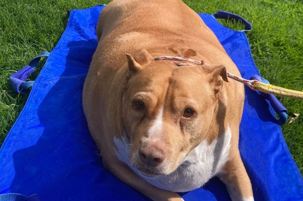 Cruel woman jailed for overfeeding her obese 8 stone dog to death