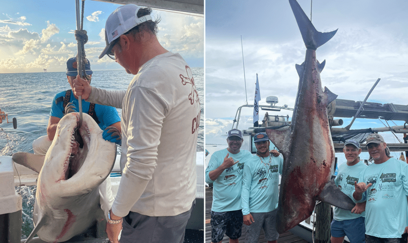 Massive bull shark weighing nearly 500 pounds caught at Alabama fishing tournament