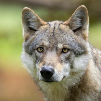 Saarland: Raubtier im Video: Autofahrerin filmt Wolf mitten im Wohngebiet