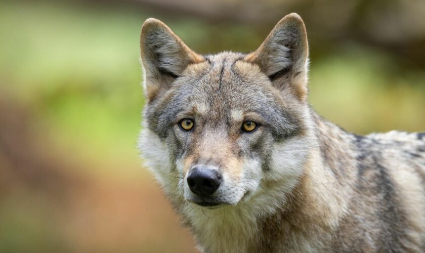 Saarland: Raubtier im Video: Autofahrerin filmt Wolf mitten im Wohngebiet