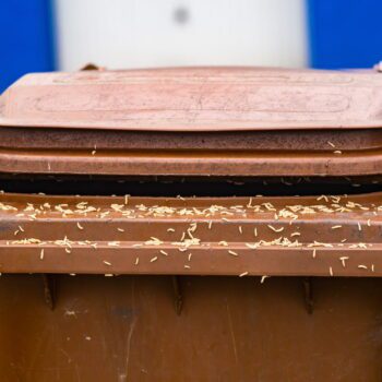 Les asticots envahissent vite les poubelles l'été, voici comment s'en débarrasser. Sans ça, ils peuvent se propager ailleurs