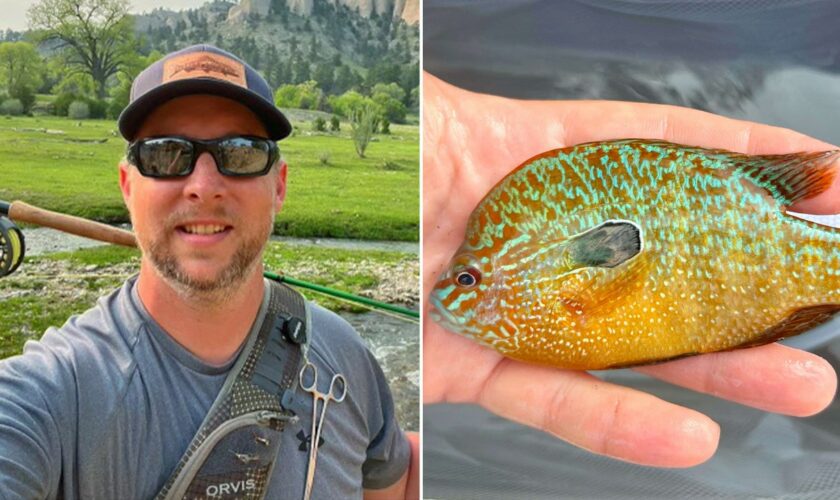 Nebraska fisherman reels in new fish species in state: 'Bright orange with turquoise'