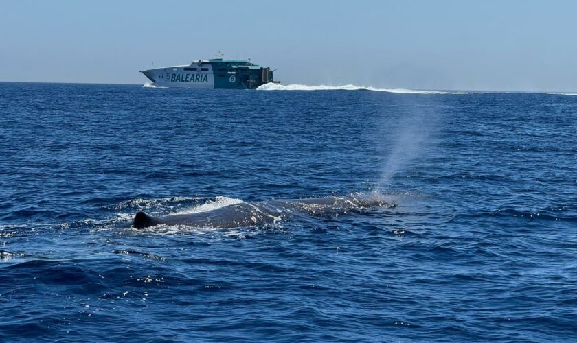 Gibraltar: Pottwal stirbt nach mutmaßlicher Schiffskollision