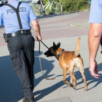 Im Kreis Gießen wird auch mit Hunden nach einem vermissten neun Jahre alten Jungen gesucht (SYMBOLBILD). Foto: picture alliance