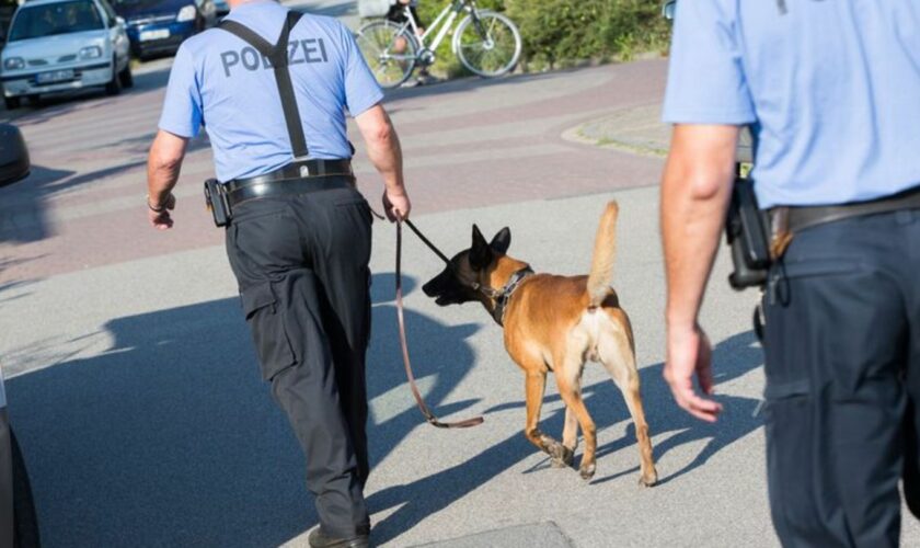 Im Kreis Gießen wird auch mit Hunden nach einem vermissten neun Jahre alten Jungen gesucht (SYMBOLBILD). Foto: picture alliance