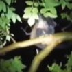 Supernatural 'Monkey Witch' runs wild as terrified locals cower in their homes