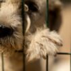 A rescued stray dog peers from inside an open air cell at an animal shelter in Luleburgaz. Pic: AP