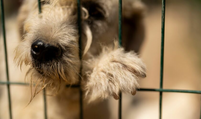 A rescued stray dog peers from inside an open air cell at an animal shelter in Luleburgaz. Pic: AP