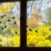 'Gorgeous' way of banishing flies from your home with 'genius' cleaning hack