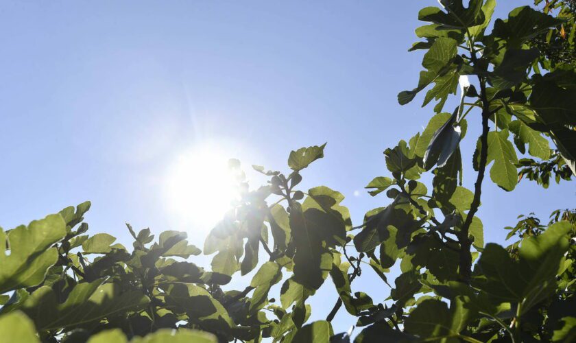 Canicule : quand et où va-t-il faire le plus chaud ?