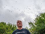 The town invaded by seagulls despite being 30 miles from the nearest beach: Locals' lives blighted by influx of menacing birds and say it's like Alfred Hitchcock horror film