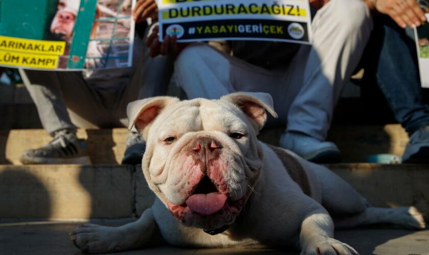 Manifestations, maires menacés de prison… En Turquie, le sort des chiens errants au cœur d’une bataille politique