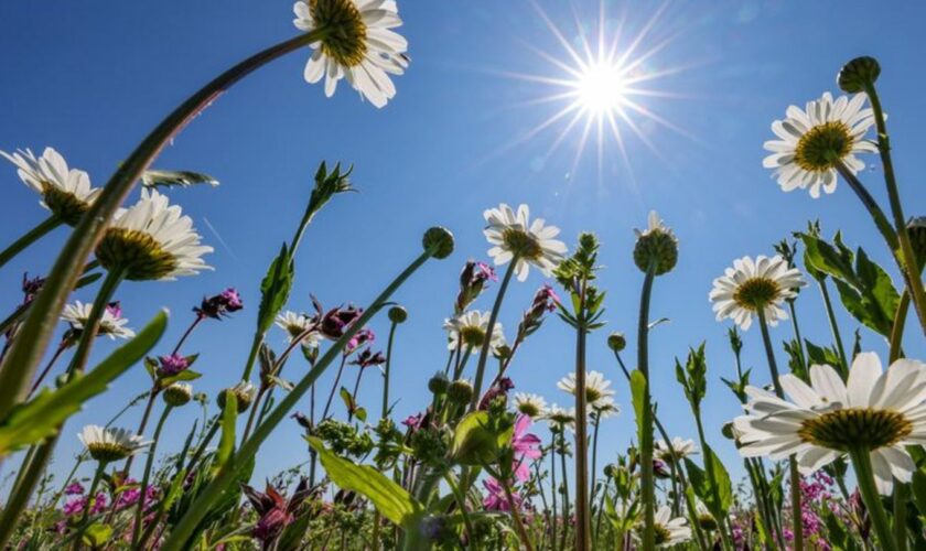 Sonnenschein für Ausflüge ins Grün: Für Berlin und Brandenburg sind die Wetteraussichten sehr gut. (Archivbild) Foto: Jan Woitas