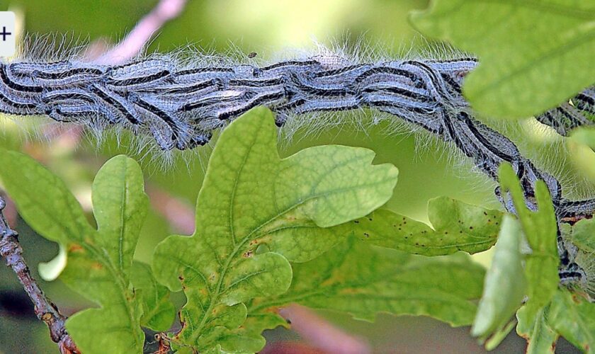 Paintballs gegen Insekten