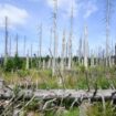 Waldsterben: Deutsche Baumarten sind auf dem Rückzug