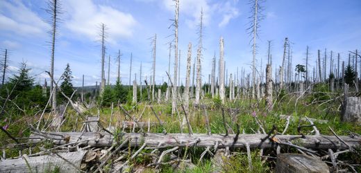 Waldsterben: Deutsche Baumarten sind auf dem Rückzug