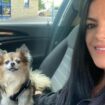 Chihuahua becomes local celebrity after getting licence to ride in owner's taxi