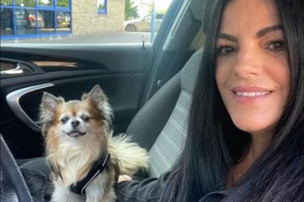 Chihuahua becomes local celebrity after getting licence to ride in owner's taxi