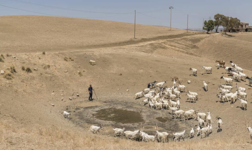 La Sicile à genou face à la sécheresse : “On embarque des bêtes pour l’abattoir”