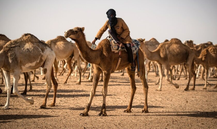 Un éleveur de dromadaires conduit son troupeau près de Dakhla, au Sahara occidental, le 13 octobre 2019