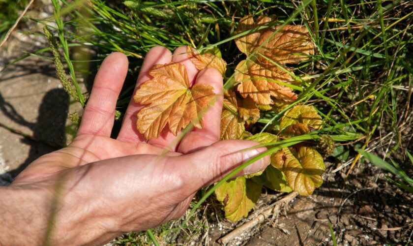 The Sycamore Gap tree shoots. Pic: PA