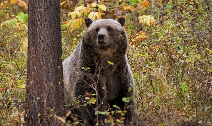 72-year-old fends off grizzly bear with handgun while picking huckleberries