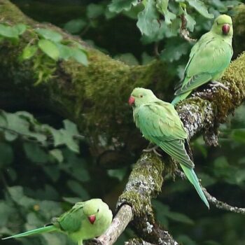 À Paris, les perruches menacent-elles la biodiversité ? « C’est improbable de voir ces oiseaux tropicaux ici ! »