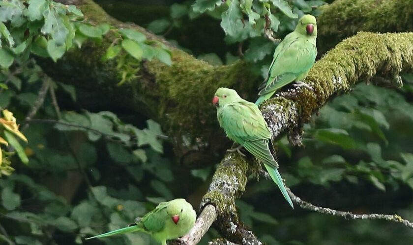 À Paris, les perruches menacent-elles la biodiversité ? « C’est improbable de voir ces oiseaux tropicaux ici ! »