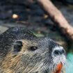 A la caza del coipú, la 'rata-nutria' que amenaza los ríos españoles