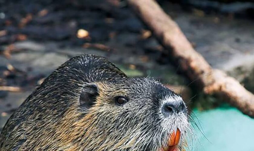 A la caza del coipú, la 'rata-nutria' que amenaza los ríos españoles