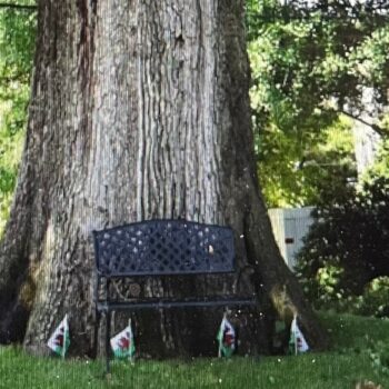 An ancient tree falls in Washington, and a neighborhood mourns