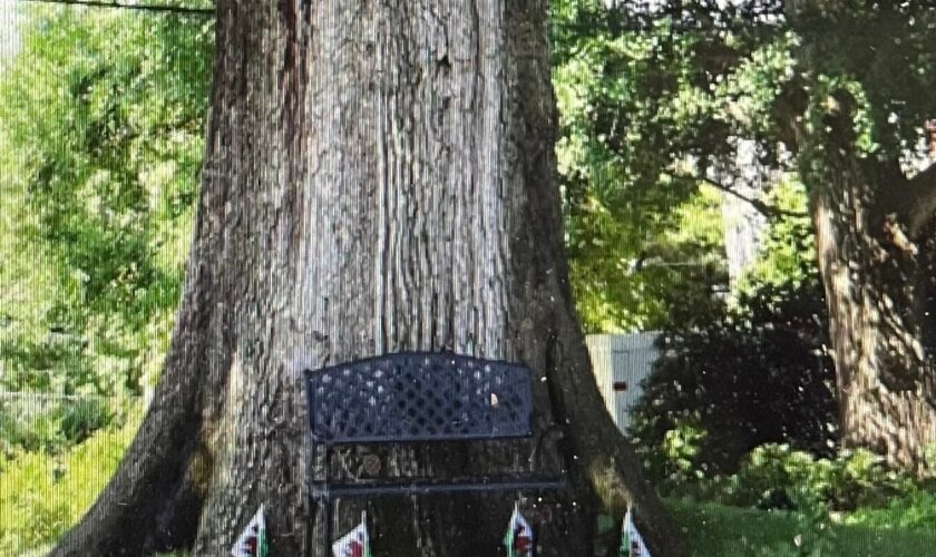 An ancient tree falls in Washington, and a neighborhood mourns