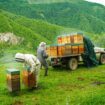 Avec ces apiculteurs qui font transhumer leurs abeilles dans la vallée d’Aspe au côté des ours bruns