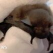 Baby bat returns to Highlands after hiding in holiday suitcase