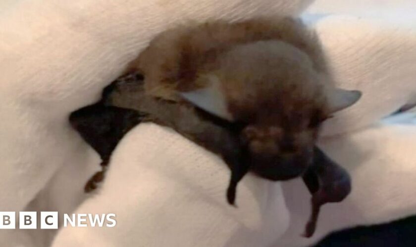 Baby bat returns to Highlands after hiding in holiday suitcase