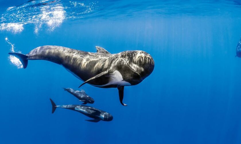 Baleines, cachalots et tortues en Méditerranée: dans le sanctuaire Pelagos, à la découverte d'une incroyable biodiversité