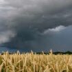 Bauernverband: Starke Niederschläge gefährden die Ernte