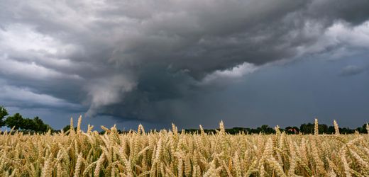 Bauernverband: Starke Niederschläge gefährden die Ernte