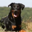 Beauceron : origine, taille et caractère