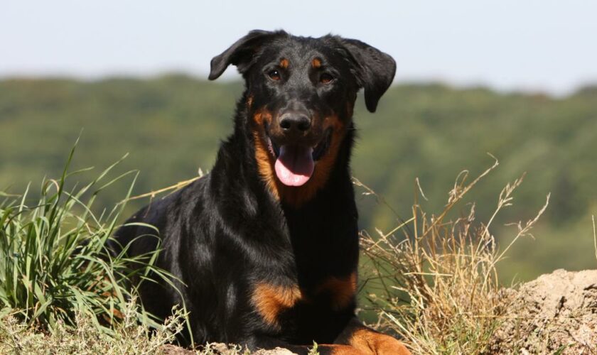 Beauceron : origine, taille et caractère