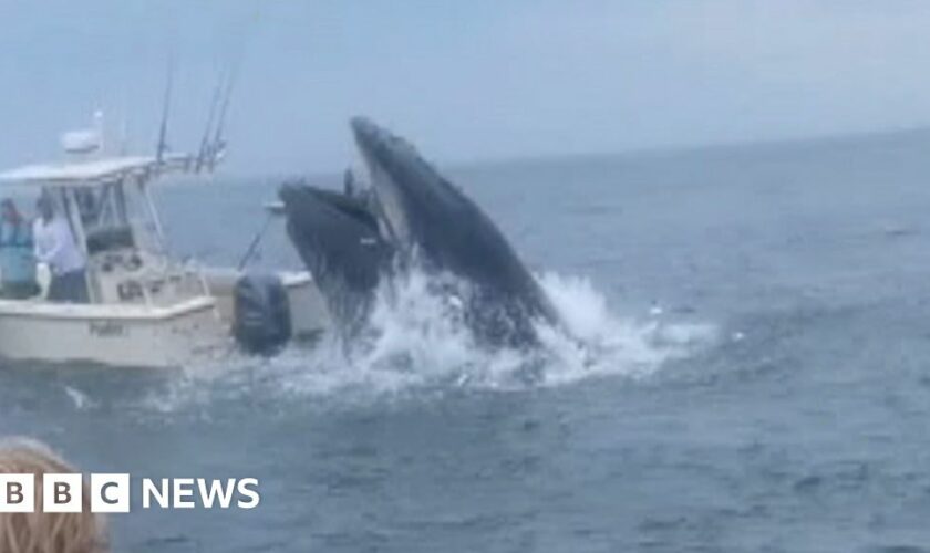 Breaching whale capsizes boat and sends two people overboard