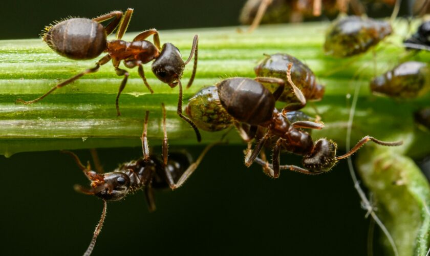 Certaines fourmis amputent leurs congénères pour leur sauver la vie