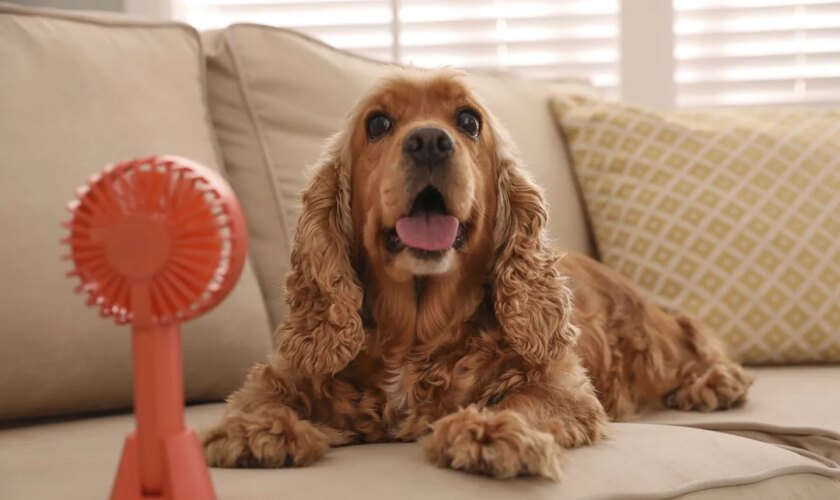 Cómo cuidar a nuestro perro en verano y evitar que sufra un golpe de calor