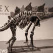 Dinosaur skeleton fetches record $44.6m at auction