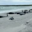 Dozens of pilot whales die on beach off Scotland